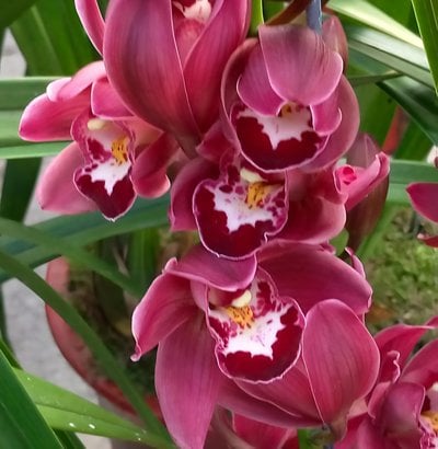 Cymbidium Kenny"Black Pearl"