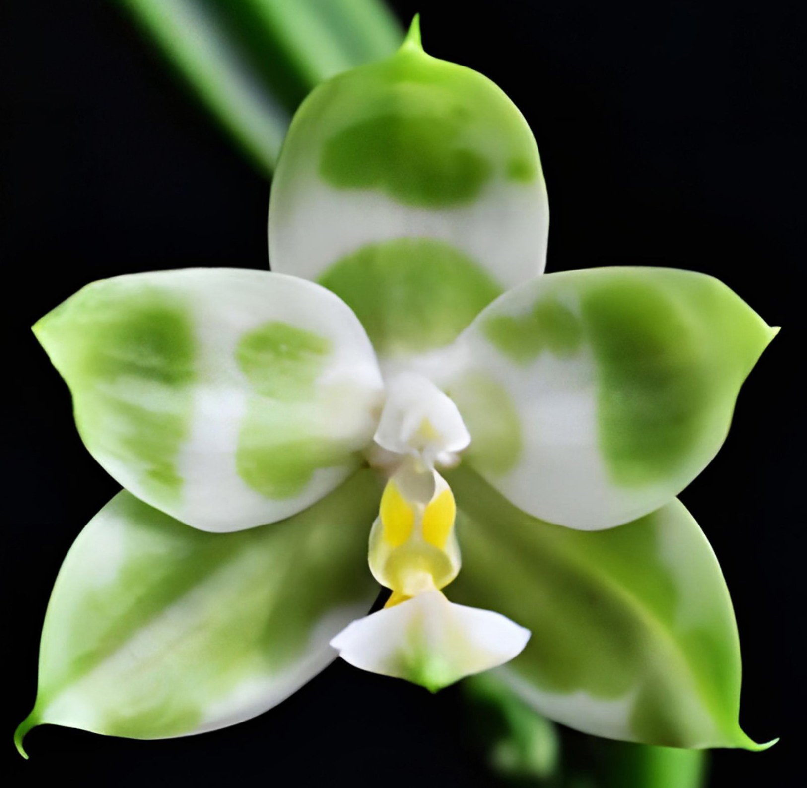 Phal. Chang Yi Green Giant 'Eddy's Emerald' x Phal. Yaphon Lover