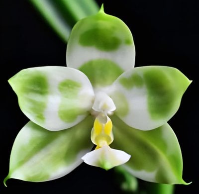 Phal. Chang Yi Green Giant 'Eddy's Emerald' x Phal. Yaphon Lover