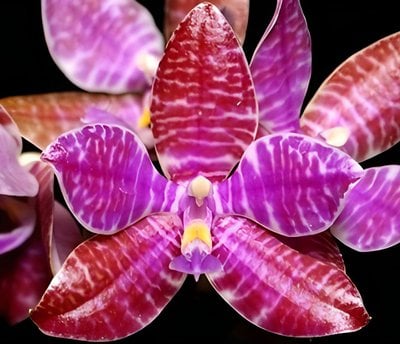 Phal.lueddemanniana x (Phal.micholitzii X Phal. javanica)