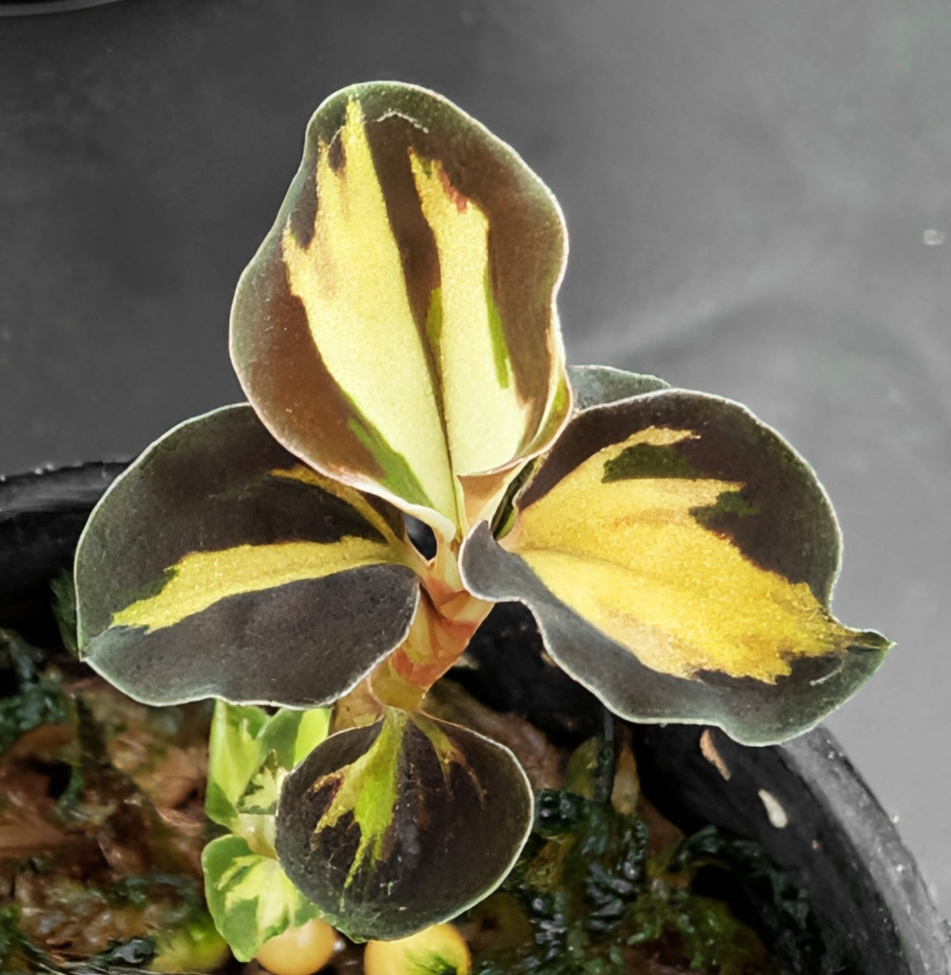Cystorchis variegata (heavy variegated) (10 plants in)