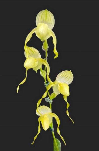 Paph.Bobby Orr  x Paph.sanderianum