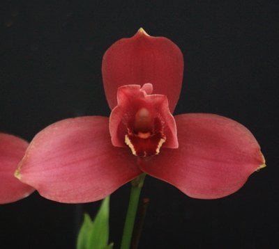 Lyc. Yi-Ying Sakura 'No 156' x Bifrenaria atropurpurea