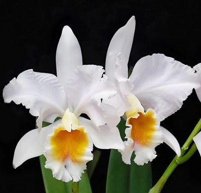 C.percivaliana fma .albescens x fma.pelorica 'Hercules'