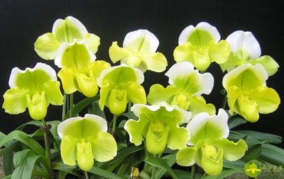 Paph.spicerianum x Paph.Yi-Ying Golden Slipper