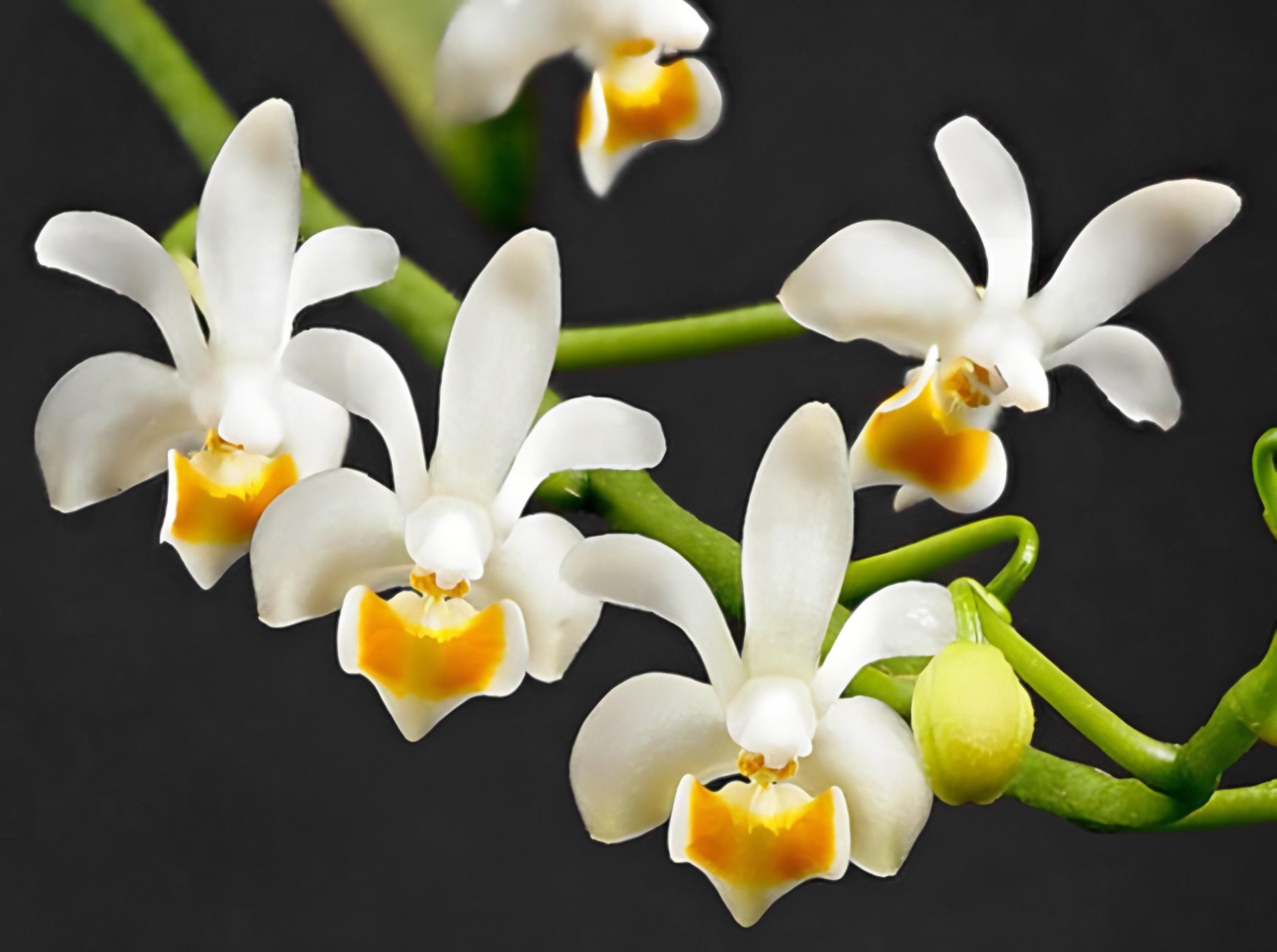 Phal.maliponensis x sib