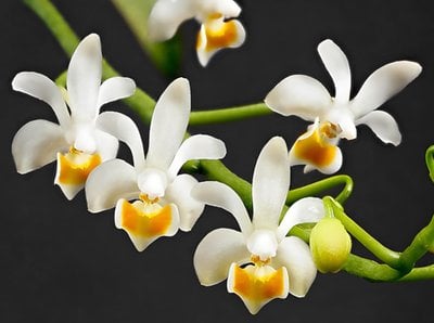 Phal.maliponensis x sib