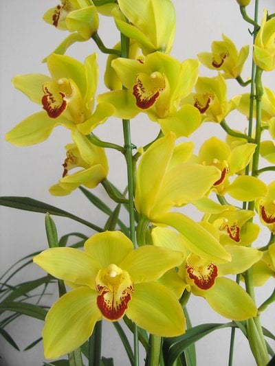 C.Willy Gold x Cym. formosanum var.alba
