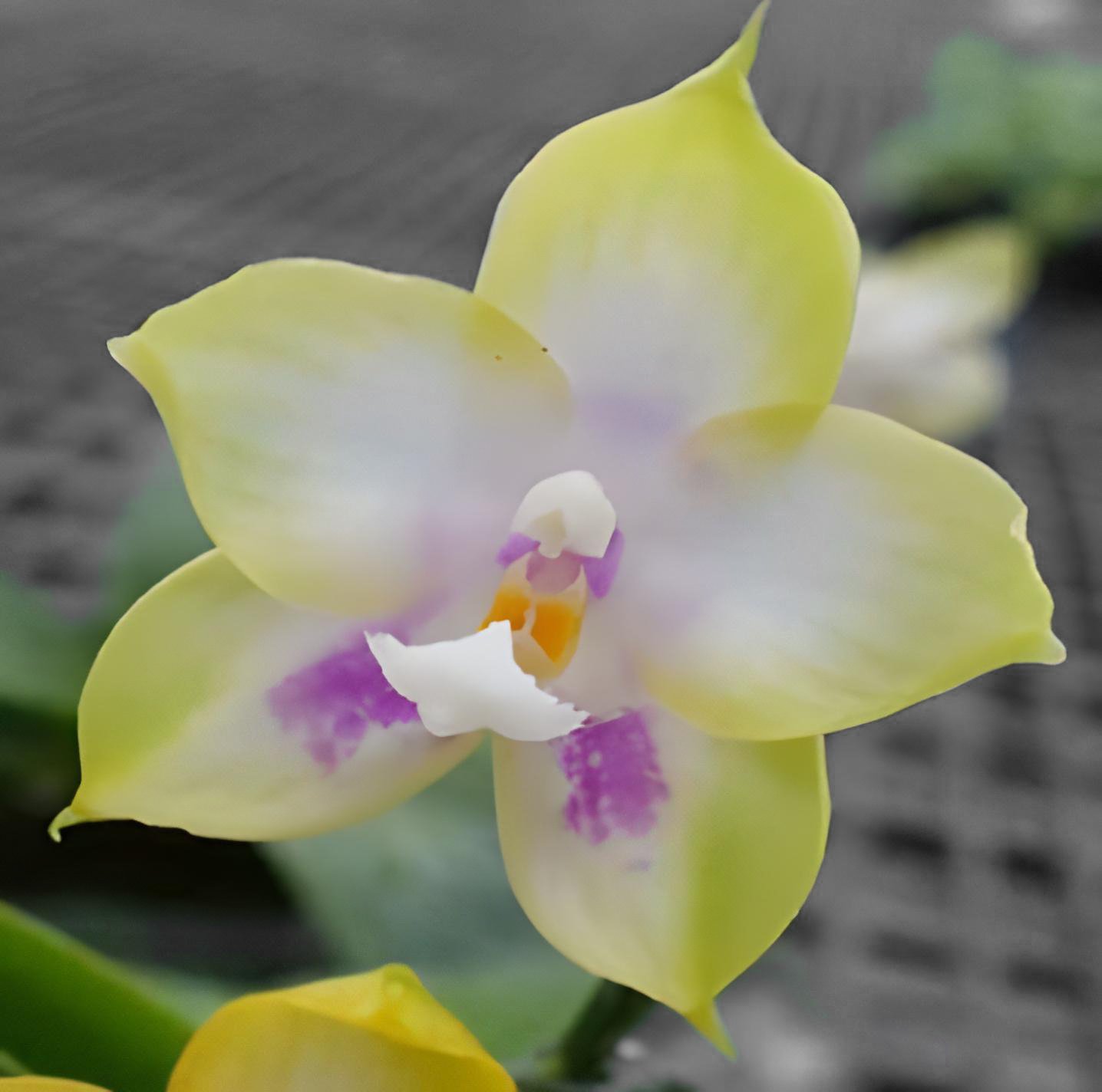 Phal. Zheng Min Muscadine 'Peter' x  Phal. Zheng Min Muscadine 'Mituo'