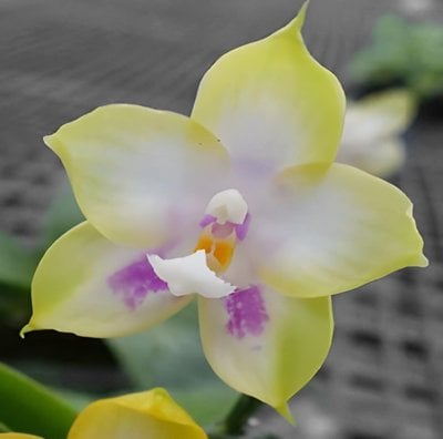 Phal. Zheng Min Muscadine 'Peter' x  Phal. Zheng Min Muscadine 'Mituo'
