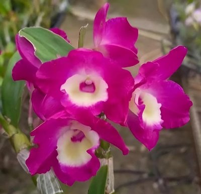 Dendrobium sp'Paradise'
