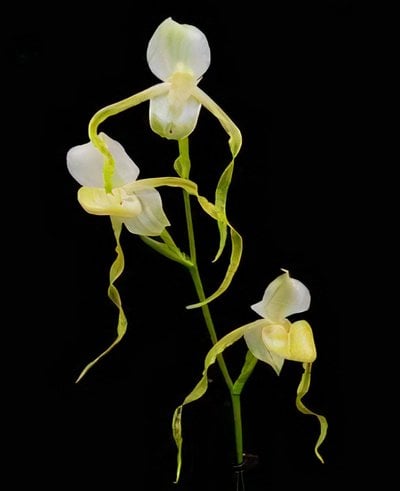 Paph.stonei fma.album'Formosa' TPS