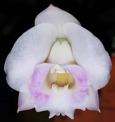 Laelia alaorii  x sib