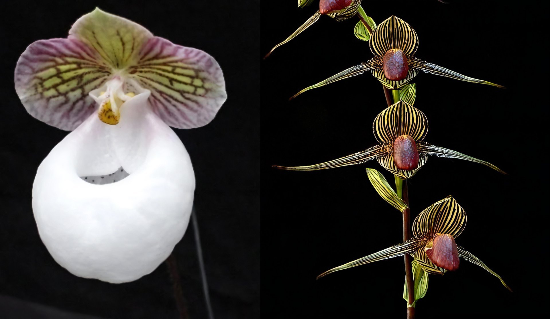 Paph.micranthum X Paph.rothschildianum 3