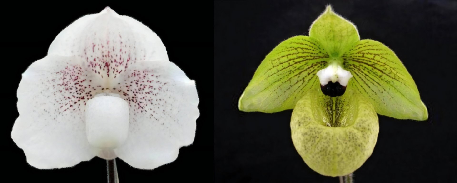 Paph. Quantum Light x Paph.malipoense 3