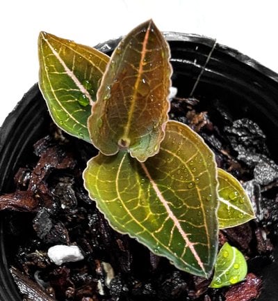 Anoectochilus sp