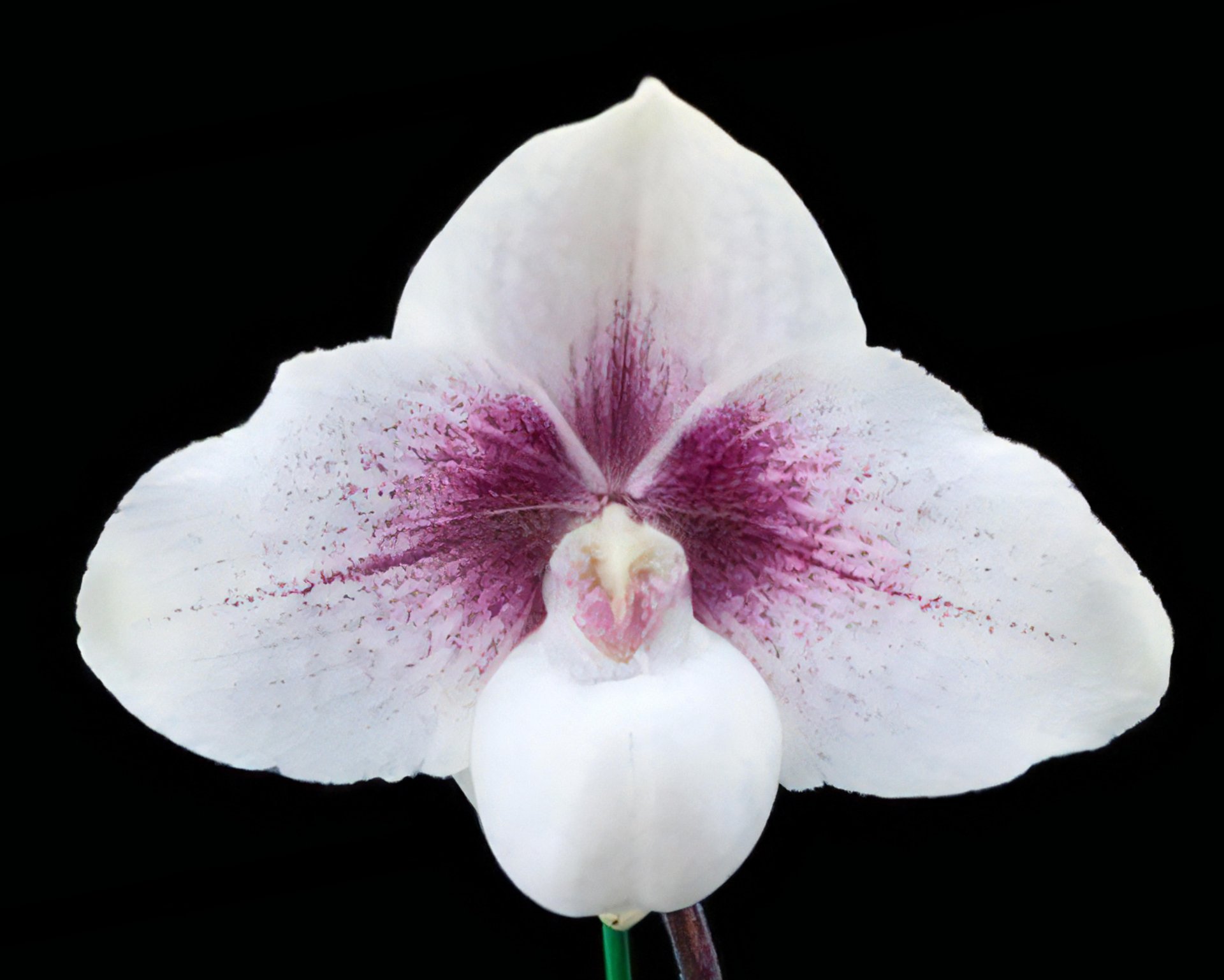Paph. Chou-Yi Yuki (Paph. niveum X Paph. hangianum) x Paph.Saint Swithin