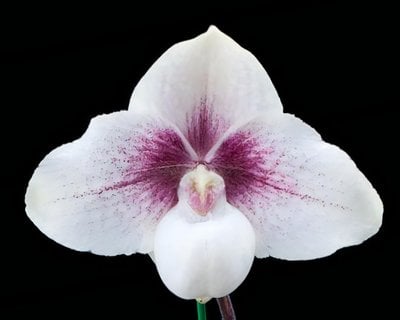 Paph. Chou-Yi Yuki (Paph. niveum X Paph. hangianum) x Paph.Saint Swithin