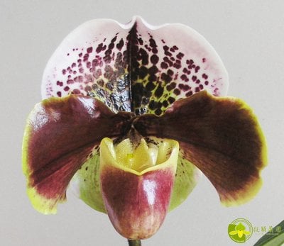 Paph.Bruno X Paph. Enzan Kitty