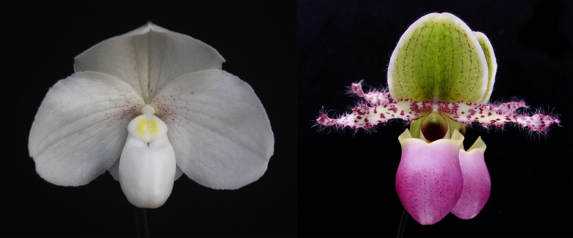 Paph. niveum x Paph.glaucophyllum 3