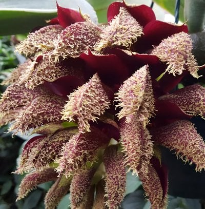 Bulbophyllum phalaenopsis x self