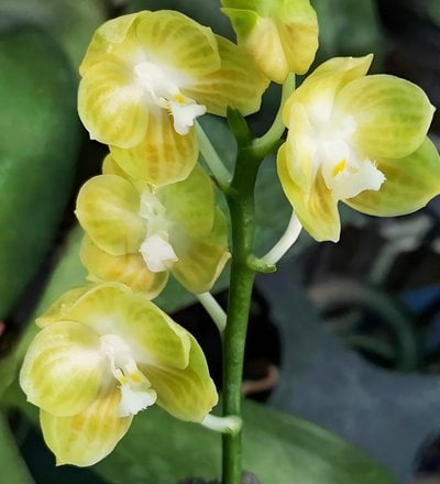 Phal.LD Jara Canary x Phal.LD Flame Tree