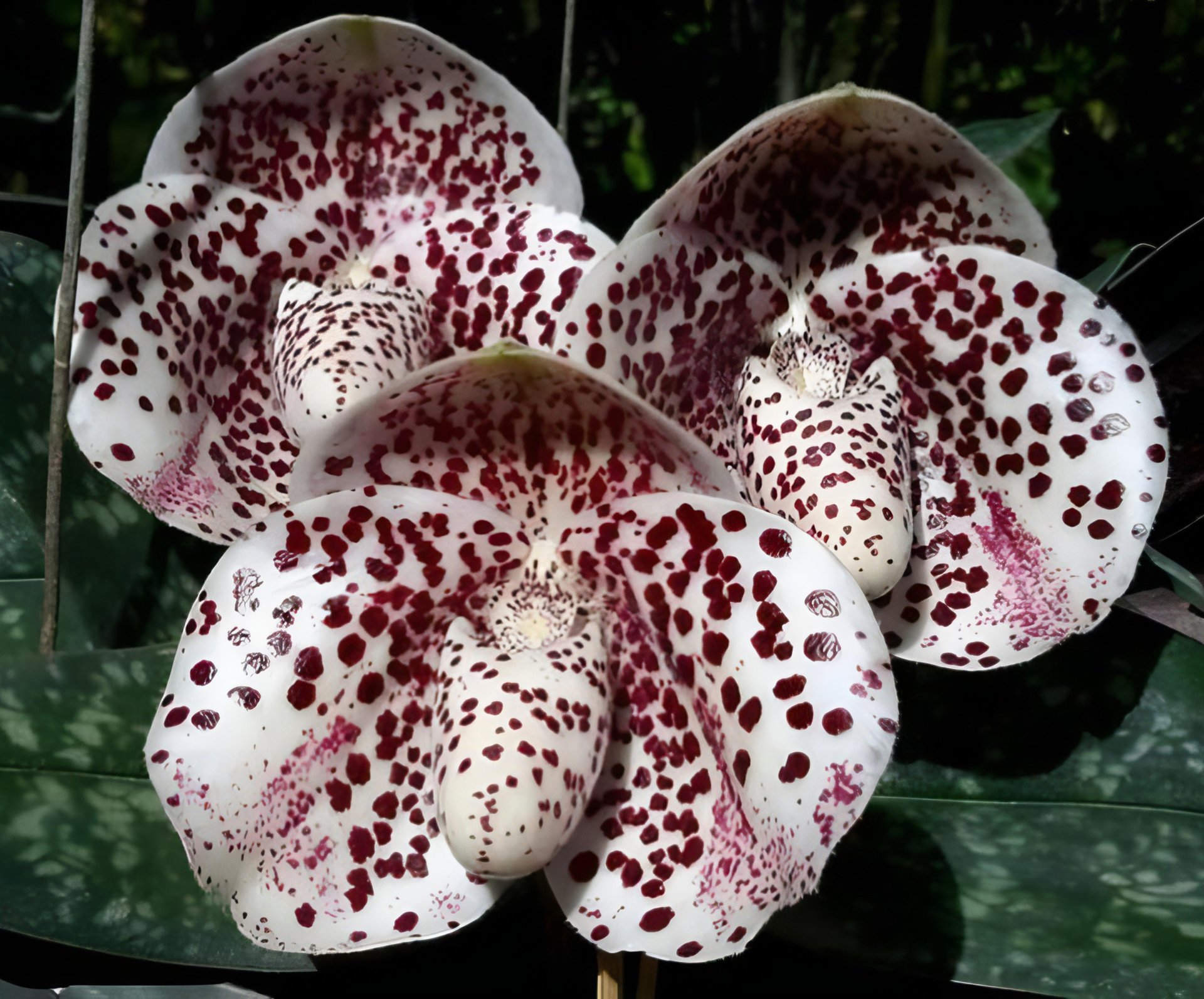 Paph.Ma Belle (Paph.malipoense x Paph.bellatulum) 2