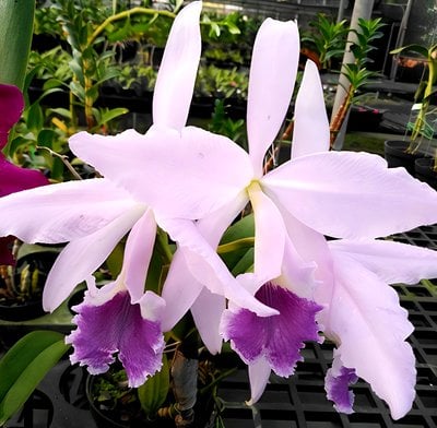 C. labiata fma. coerulea (navy blue)x self