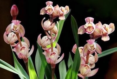Cymbidium ensifolium"Jin He" x sib