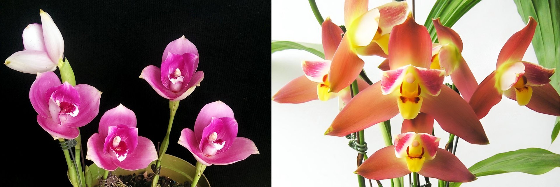 Angulocaste Red Jewel 'Red Baby' x Lyc.Jean Tolliday Kendolie 3