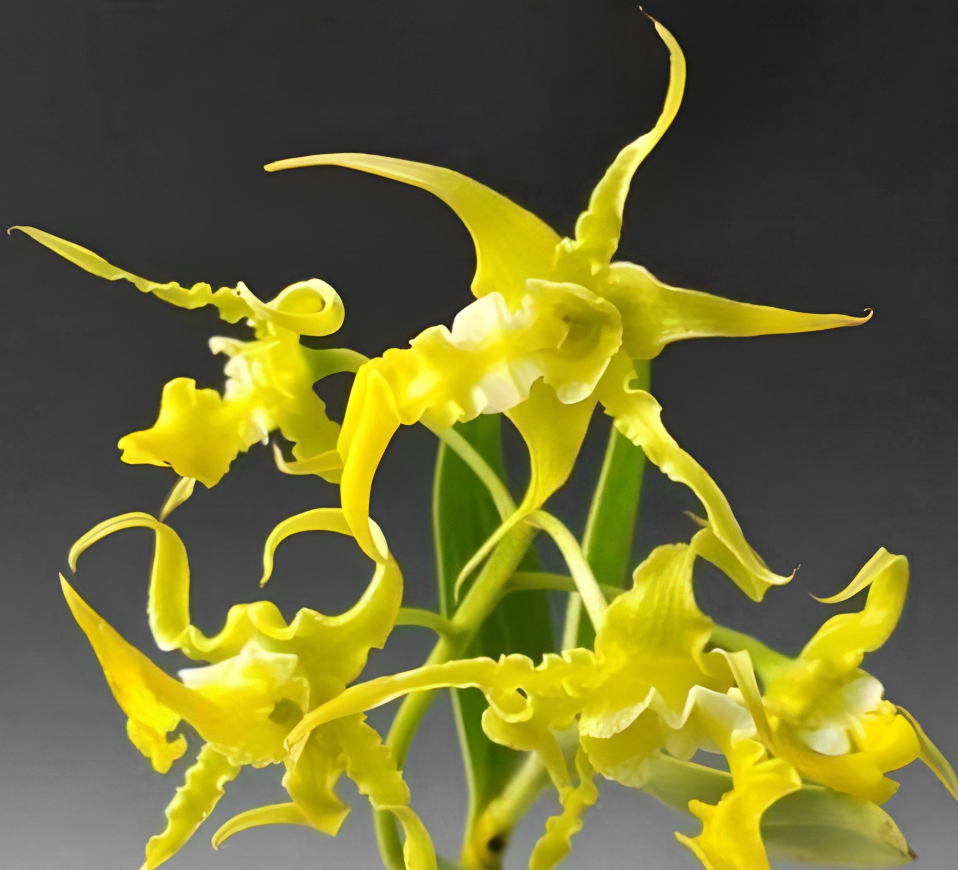 Den.spectabile v.aureum x sib