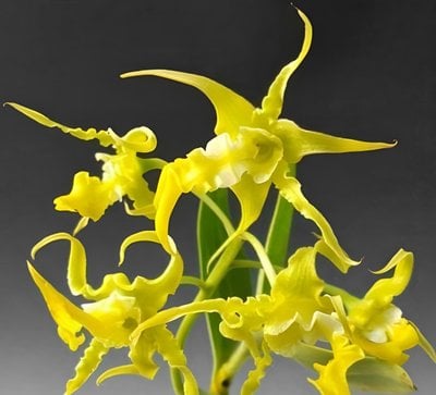 Den.spectabile v.aureum x sib
