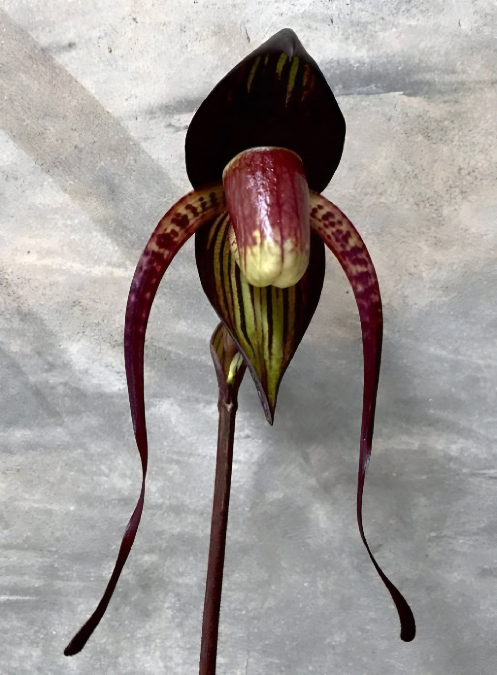 Paph.anitum X Paph.rothschildianum