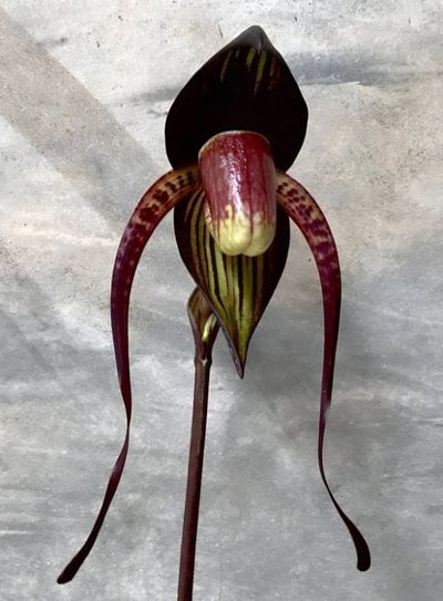 Paph.anitum X Paph.rothschildianum
