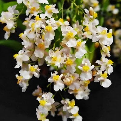 Oncidium Twinkle grex'white'