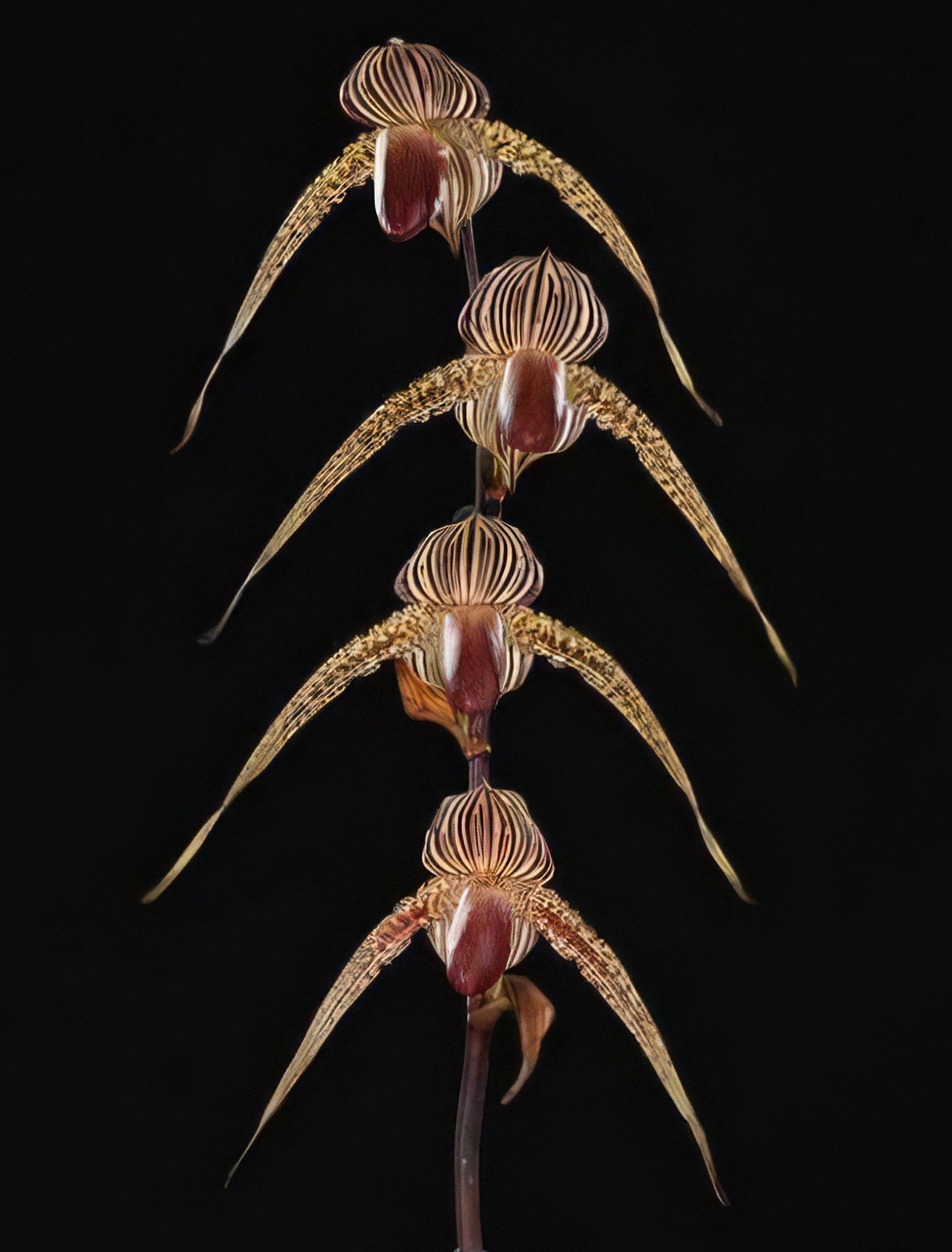 Paph.Sunlight Rothschild