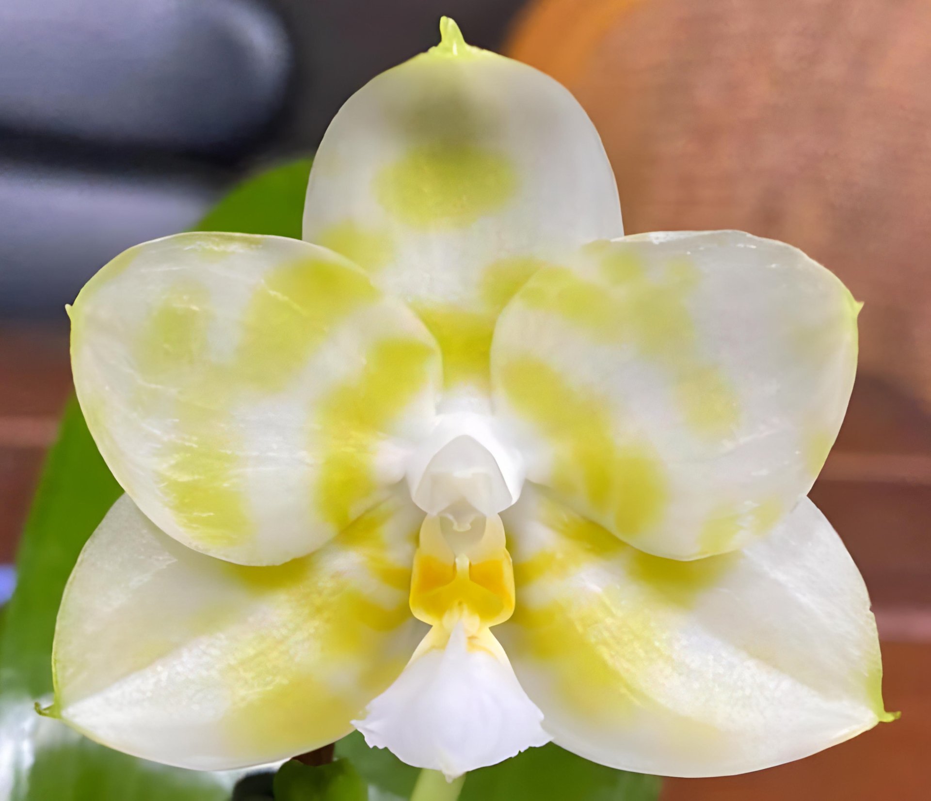 Phal.LD Java Canary (Green) x Phal.Mituo Golden Tiger (Green Tiger) 2