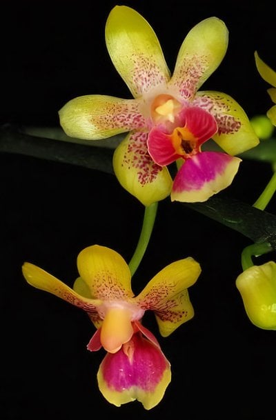 Kingidium deliciosum var. hookerianum x self
