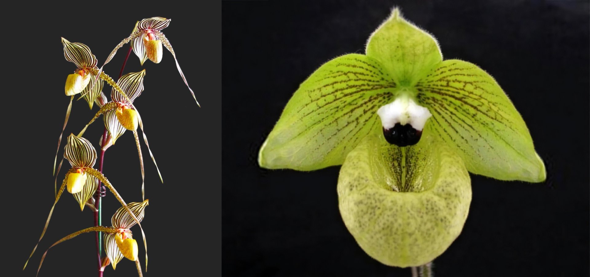 Paph.Saint Swithin X Paph.malipoense 3