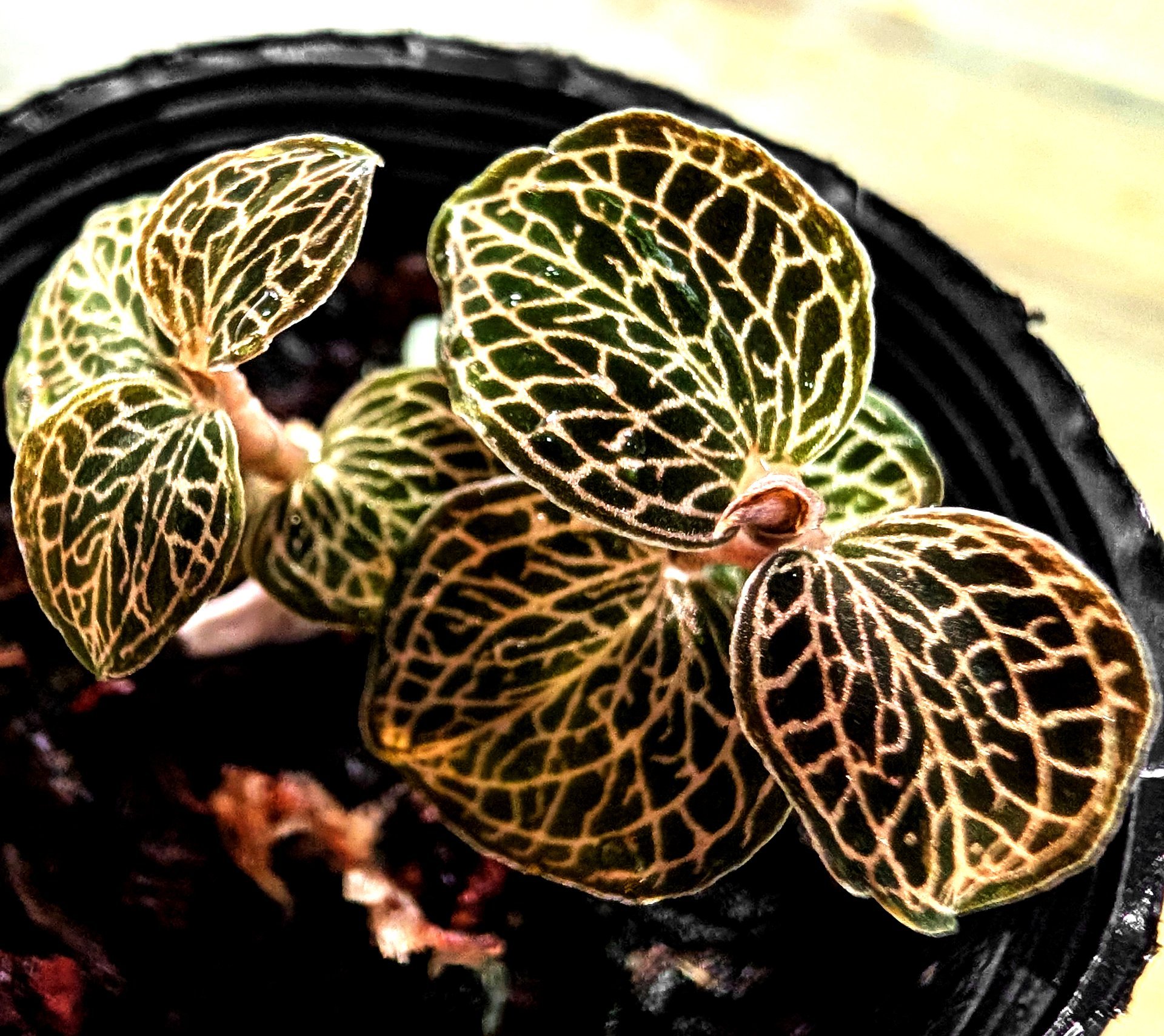 Anoectochilus roxburghii Bellissima