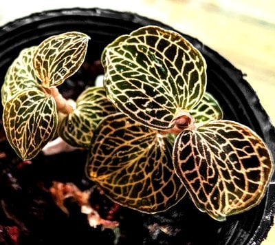 Anoectochilus roxburghii Bellissima