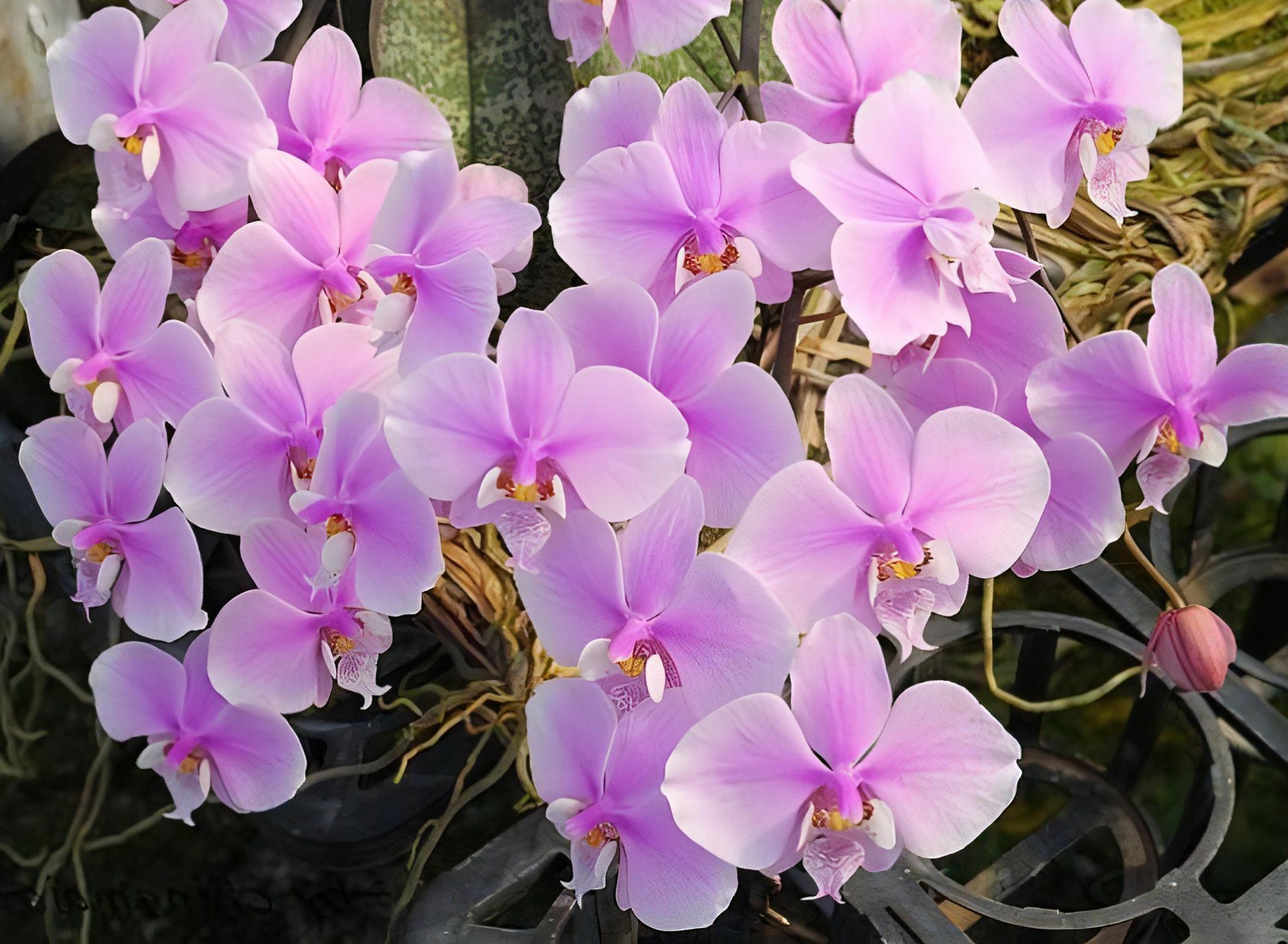 Phal.speciosa  'Blue'X   Phal.schilleriana 2