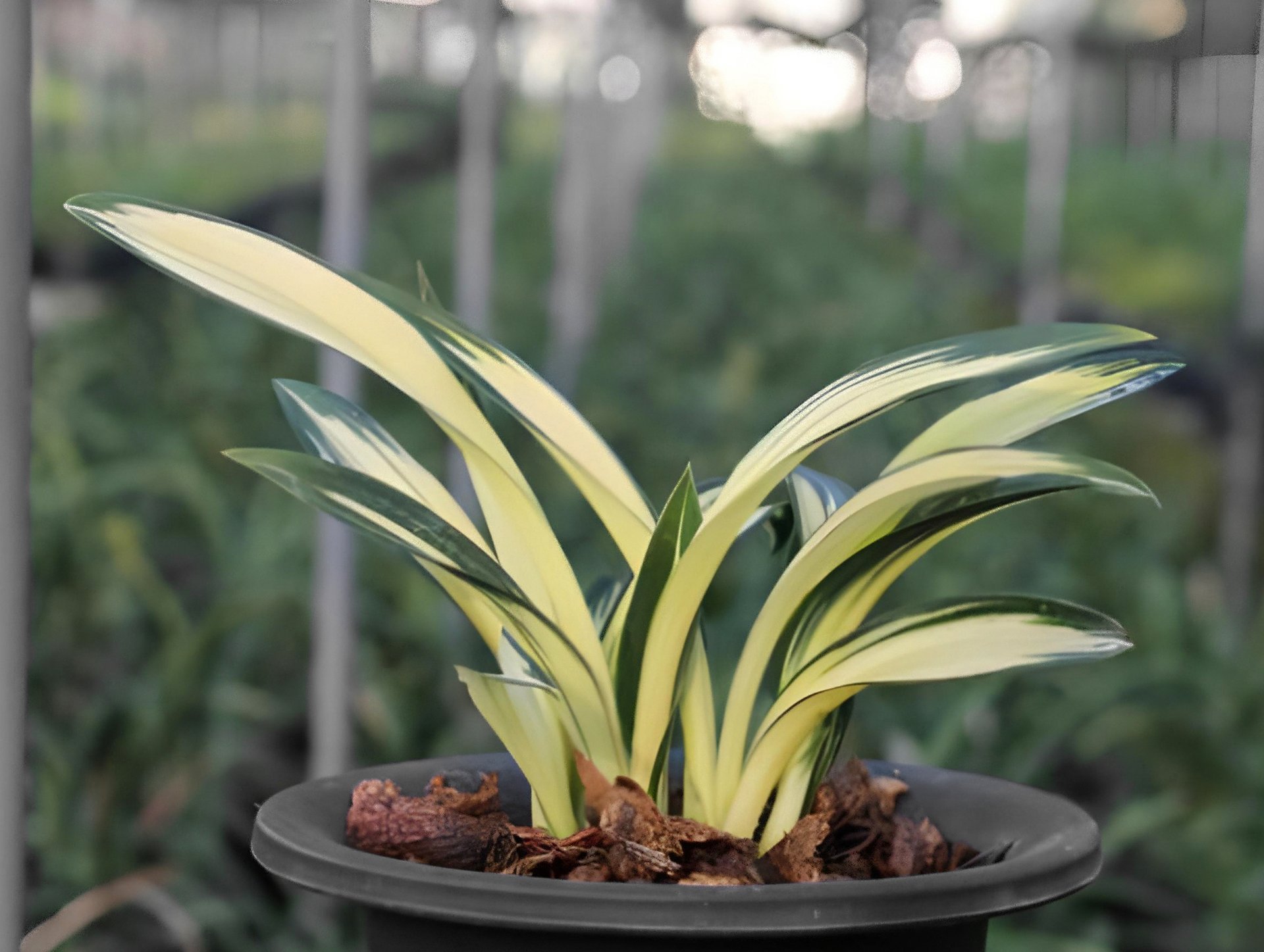 Cymbidium sinense'Golden Da Mo'