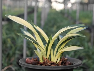 Cymbidium sinense'Golden Da Mo'
