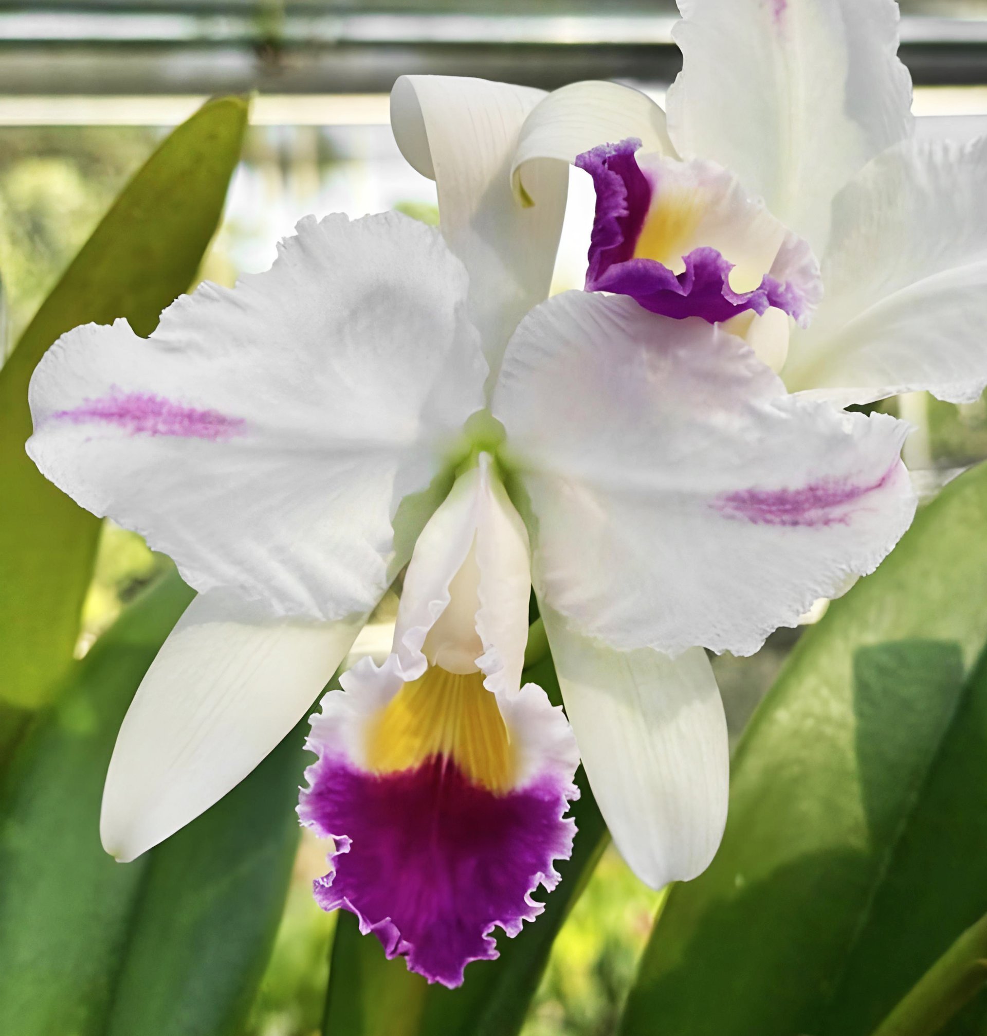 Cattleya trianaei x sib (coerulea x coerulea splash)