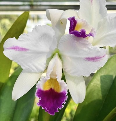 Cattleya trianaei x sib (coerulea x coerulea splash)