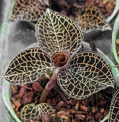 Anoectochilus roxburghii hayata "Red stem Pointed leaves "