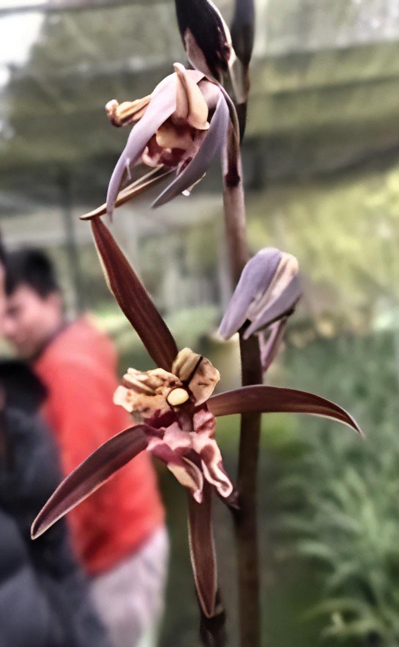 Cymbidium sinense”Fu Tsuei”