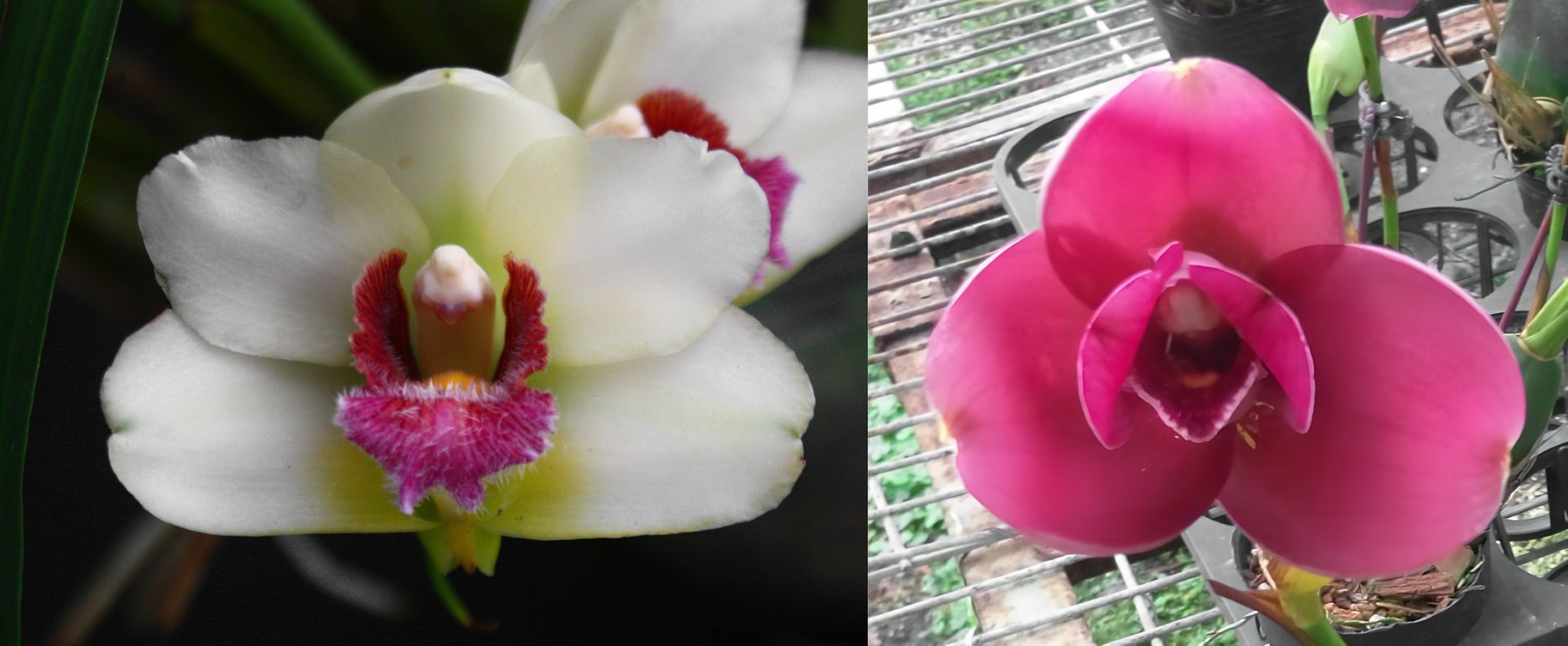 Bifrenaria atropurpurea X Lyc.Yi-Ying Sakura'No 41' 3