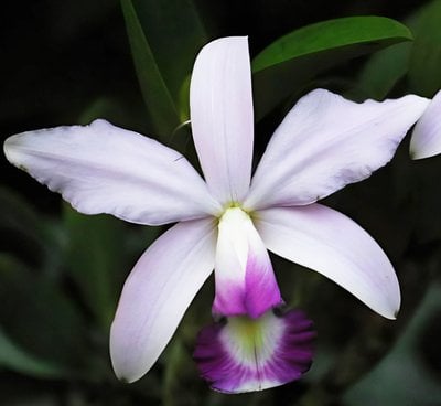 C.violacea var. coerulea